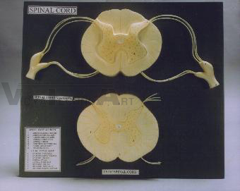 Human Spinal Cord Section